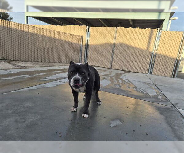 Medium Photo #1 Mutt Puppy For Sale in Corona, CA, USA