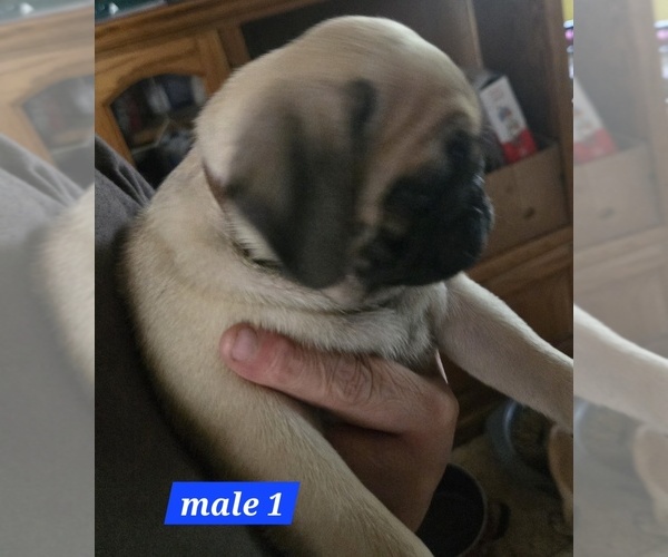 Medium Photo #3 Pug Puppy For Sale in ROSCOMMON, MI, USA