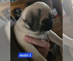 Small #2 Pug