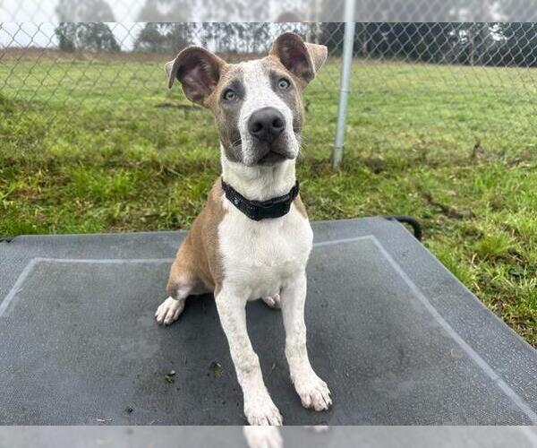 Medium Photo #1 Mutt Puppy For Sale in McKinleyville, CA, USA