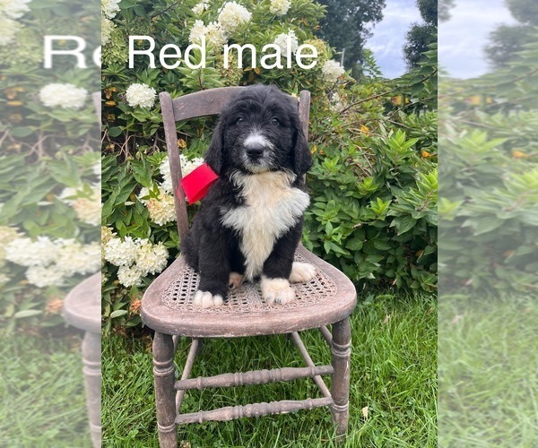 Medium Photo #1 Bernedoodle Puppy For Sale in SPENCER, IN, USA