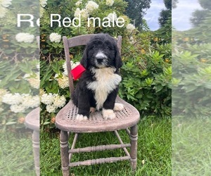 Bernedoodle Puppy for sale in SPENCER, IN, USA