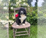 Small Bernedoodle