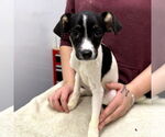 Small Rat Terrier Mix