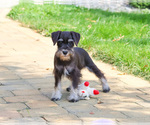 Small Photo #3 Schnauzer (Miniature) Puppy For Sale in SYRACUSE, IN, USA