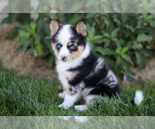 Medium Photo #3 Pomsky Puppy For Sale in GOSHEN, IN, USA
