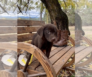 Labrador Retriever Puppy for sale in ELGIN, OR, USA