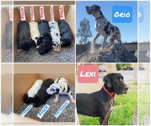 Great Dane Puppy for sale in FONTANA, CA, USA
