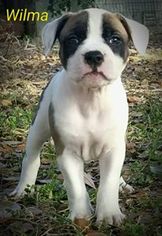 Bullypit Puppy for sale in DOVER, FL, USA