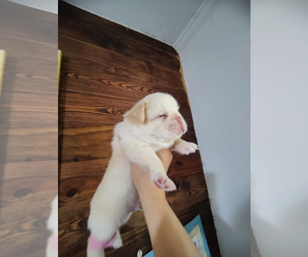 Medium Photo #43 French Bulldog Puppy For Sale in HIGHLAND VILL, TX, USA