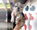Small #12 French Bulldog