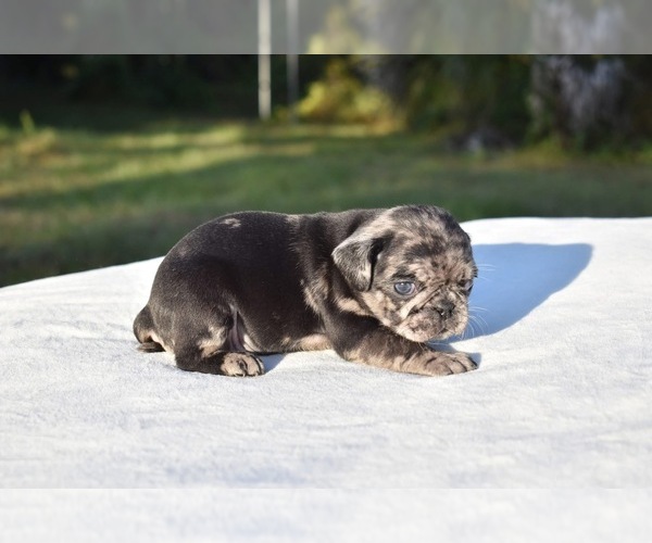 Medium Photo #1 Pug Puppy For Sale in PALM COAST, FL, USA