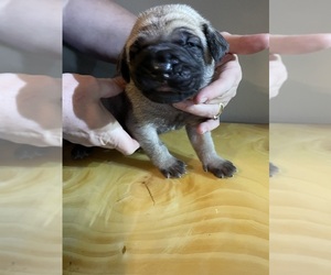 Mastiff Puppy for sale in CALDWELL, ID, USA
