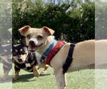 Small Chihuahua Mix