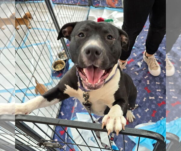 Medium Photo #4 American Staffordshire Terrier-Unknown Mix Puppy For Sale in Stckton, CA, USA