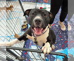 Small #3 American Staffordshire Terrier Mix