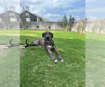 Small #1 Great Dane