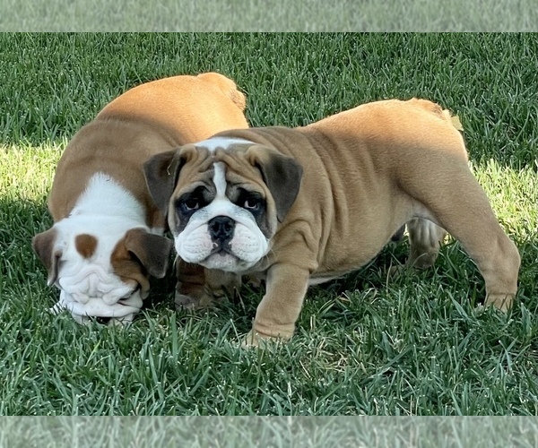 Medium Photo #8 Bulldog Puppy For Sale in NORCO, CA, USA
