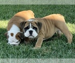 Small Photo #8 Bulldog Puppy For Sale in NORCO, CA, USA
