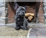 Small Photo #1 French Bulldog Puppy For Sale in MOUNT VERNON, NY, USA