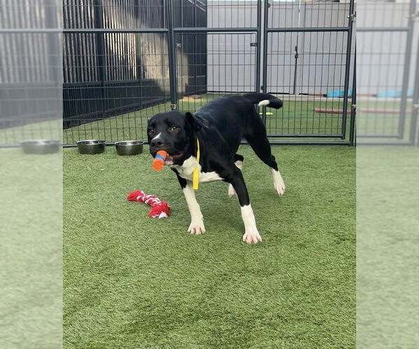 Medium Photo #3 Labrador Retriever-Unknown Mix Puppy For Sale in Jefferson, WI, USA