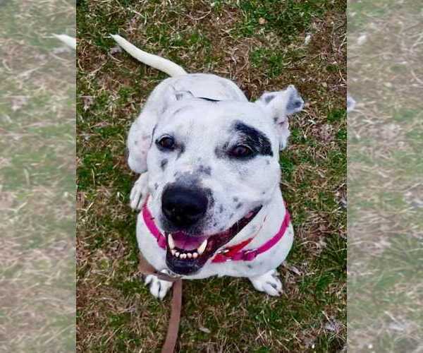 Medium Photo #1 American Staffordshire Terrier-Dalmatian Mix Puppy For Sale in Elmsford, NY, USA