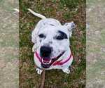 Small American Staffordshire Terrier-Dalmatian Mix