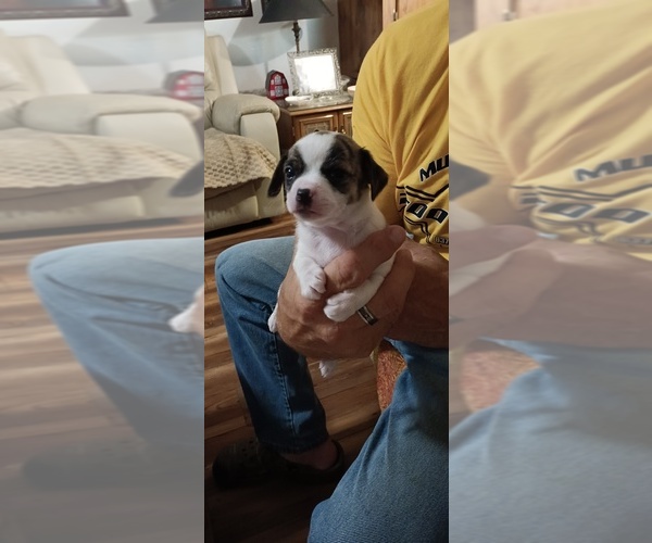 Medium Photo #1 Chihuahua Puppy For Sale in MURPHY, NC, USA