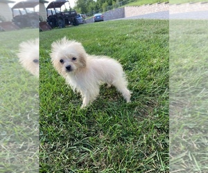 Pom-A-Poo Puppy for sale in CUMBERLAND, OH, USA