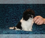Small #5 Goldendoodle (Miniature)