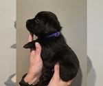 Small #1 Labrador Retriever