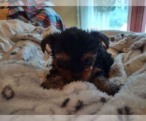 Yorkshire Terrier Puppy for sale in LE ROY, KS, USA