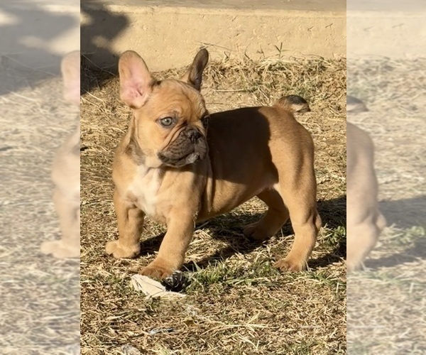 Medium Photo #18 French Bulldog Puppy For Sale in TEMPLE, TX, USA