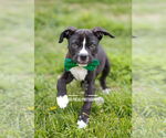 Small #7 American Staffordshire Terrier Mix