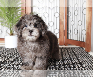 ShihPoo Puppy for sale in NAPLES, FL, USA