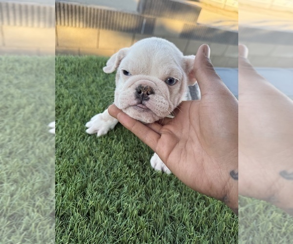 Medium Photo #5 English Bulldog Puppy For Sale in MOUNT VERNON, AL, USA