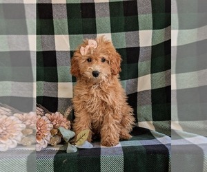 Poodle (Miniature) Puppy for sale in LANCASTER, PA, USA
