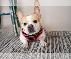 French Bulldog Dogs for adoption in St. Louis Park, MN, USA