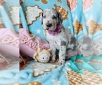 Small Great Dane
