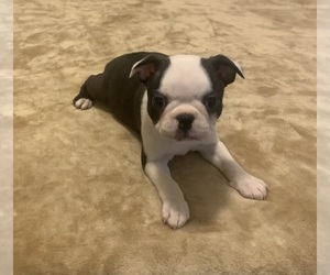 Boston Terrier Puppy for Sale in MIDDLETON, Massachusetts USA