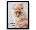 Small Photo #1 Pomeranian Puppy For Sale in CLARE, MI, USA