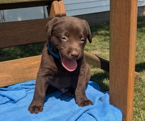 Labrador Retriever Puppy for sale in GOSHEN, IN, USA