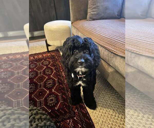 Medium Photo #1 Mutt Puppy For Sale in Candler, NC, USA