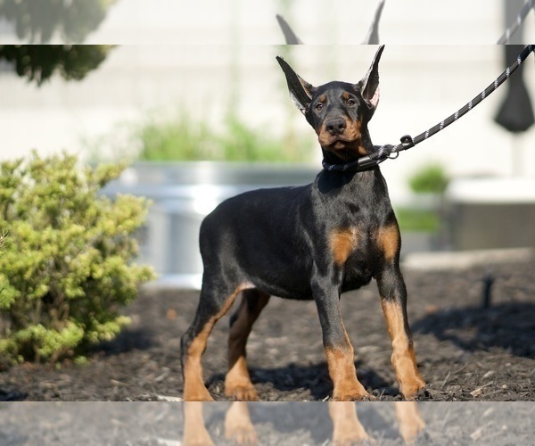 Medium Photo #4 Doberman Pinscher Puppy For Sale in WARSAW, IN, USA