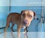 Small American Pit Bull Terrier
