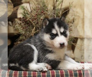 Siberian Husky Puppy for sale in CATAWISSA, PA, USA