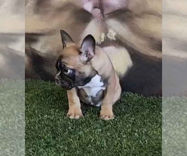 Medium Photo #15 French Bulldog Puppy For Sale in BEVERLY HILLS, CA, USA