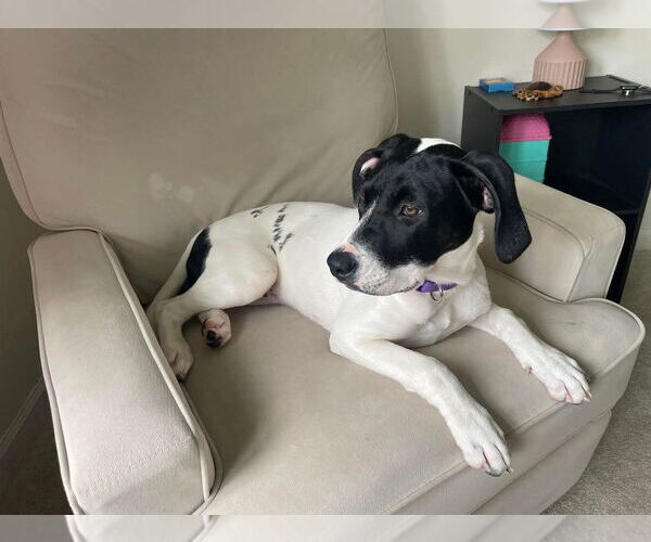 Medium Photo #9 American Pit Bull Terrier-Pointer Mix Puppy For Sale in Clinton , MI, USA