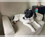 Small #8 American Pit Bull Terrier-Pointer Mix