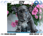 Small #11 French Bulldog